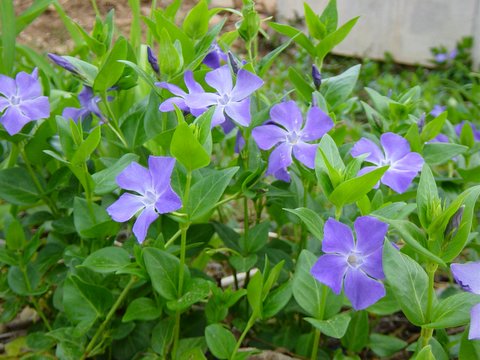 [p/7f672-dsc02052.jpg]