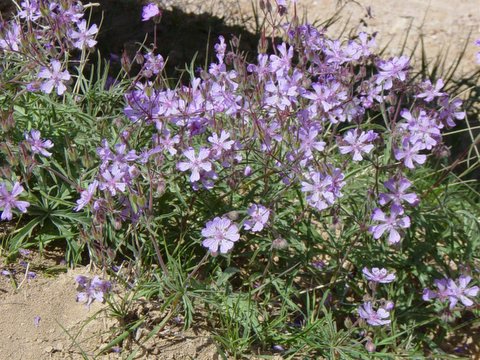 [p/8c41a-dsc02041.jpg]